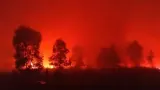 Api di Taman Nasional Way Kambas Padam, Seluruh Gajah Terpantau Aman