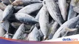 Mendorong Ekspor Perikanan Nasional Melalui Ekspansi Pasar Global dan Pengelolaan Laut Berkelanjutan