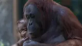 Antisipasi Puncak Kemarau, Kemenhut Translokasi 3 Orangutan di Kalbar
