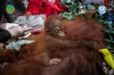 Tiga Orang Utan Dievakuasi dari Kebun Warga di Ketapang akibat Karhutla