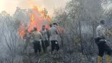 Modus Tersangka Karhutla, Lahan Dibakar untuk Perkebunan Sawit
