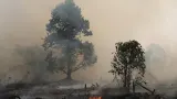 Kondisi Kebakaran Hutan Papua Barat, 5 Titik Api Masih Menyala