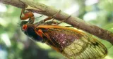 Kemunculan Serentak Dua Kelompok Cicada di Amerika Serikat, Fenomena Langka Sejak 1803