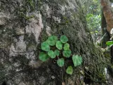 Penemuan Begonia Hattae dan Kembalinya Tiga Spesies Langka di Hutan Sumatera Barat