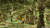 Meniti Jalan Tengah Industri Sawit Berkelanjutan dari Pangkalan Bun