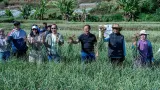 Satgas Pangan Polri Buktikan Bawang Putih Lokal Mampu Tumbuh Subur di Lombok