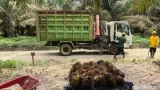 Menjawab Tantangan Industri Sawit Berkelanjutan Lewat Ramuan Bibit Super