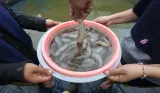 Fenomena Udang Naik ke Daratan di Kalimantan Selatan, Ini Penjelasan Ilmiahnya