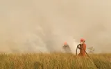 Kebakaran Hutan di Aljazair, 73 Orang Meninggal Dunia